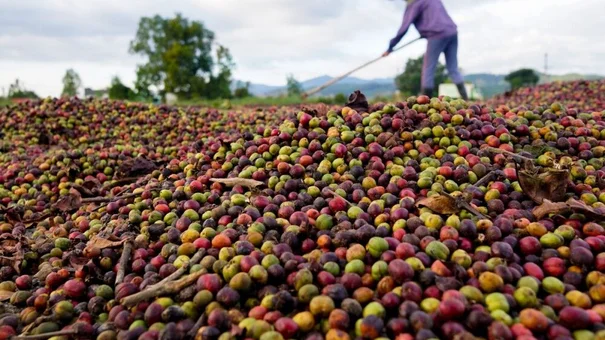 Giá cà phê hôm nay 23/9: Giá cà phê trong nước giảm 200 đồng/kg