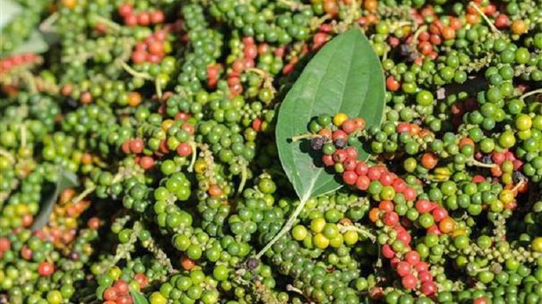 Giá tiêu hôm nay 26/9: Chờ đợi tín hiệu từ thị trường Trung Quốc và EU.