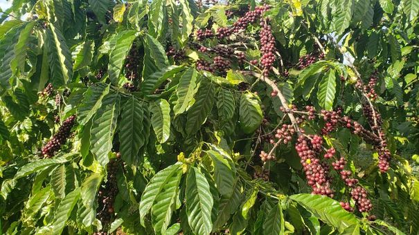Giá cà phê hôm nay, ngày 26/9: Giá cà phê trong nước dao động từ 47.300 – 47.900 đồng/kg