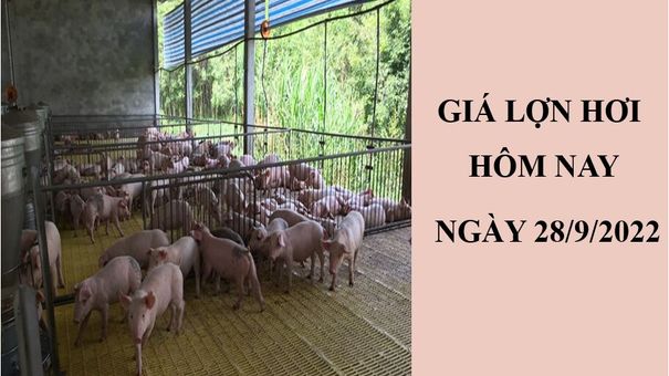 Giá lợn hơi hôm nay 28/9/2022: Điều chỉnh giảm tại hai miền Bắc - Nam