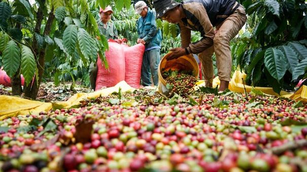 Giá cà phê hôm nay 28/9: Giá cà phê trong nước giảm 500 đồng/kg