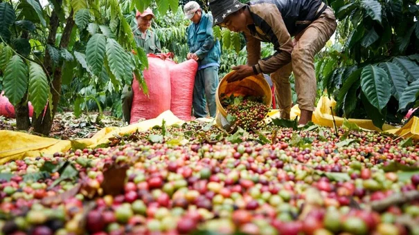 Giá cà phê hôm nay 28/9: Giá cà phê trong nước giảm 500 đồng/kg