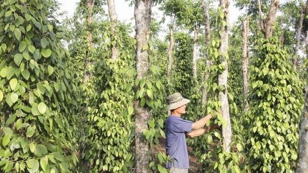 Giá tiêu hôm nay và tổng kết tuần 28/8 – 4/9: Giảm 1.000 đồng/kg, thị trường giao dịch chậm