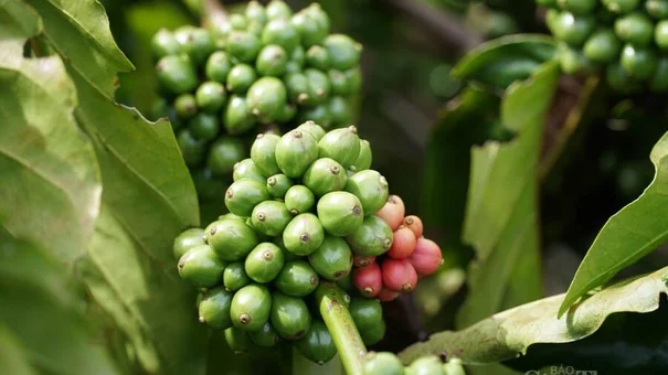 Giá cà phê hôm nay, ngày 5/9: Sau một tuần liên tục giảm, giá cà phê sẽ biến động ra sao?