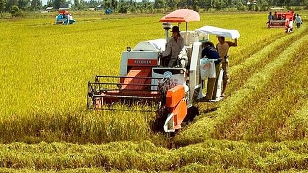 Giá lúa gạo hôm nay 7/9/2022: Giá lúa tiếp tục giảm 100 - 200 đồng/kg