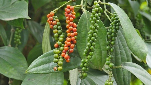 Giá hồ tiêu hôm nay 8/9/2022: Nối dài chuỗi phiên đi ngang