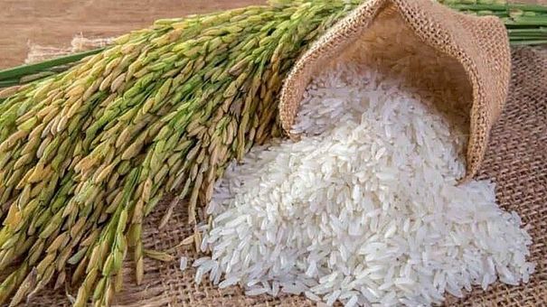 Giá lúa gạo hôm nay 8/9/2022: Chững lại