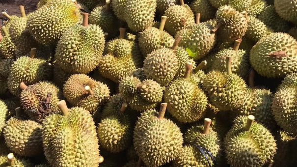 Sầu riêng mang về cho Việt Nam tới 1,3 tỷ USD, được người dân Trung Quốc săn lùng