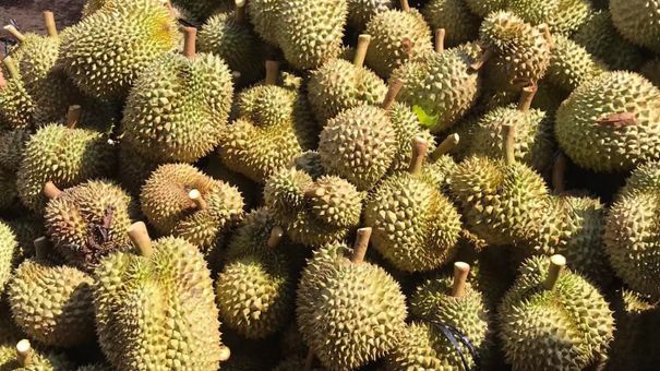 Sầu riêng mang về cho Việt Nam tới 1,3 tỷ USD, được người dân Trung Quốc săn lùng