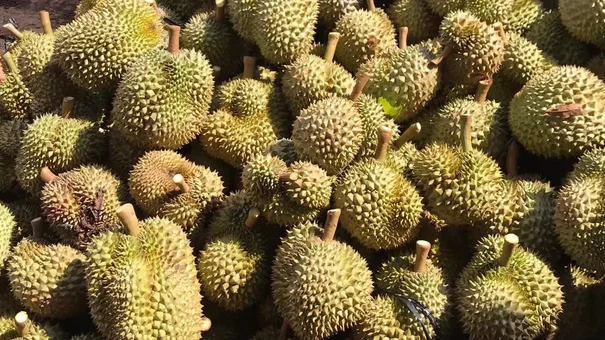 Sầu riêng mang về cho Việt Nam tới 1,3 tỷ USD, được người dân Trung Quốc săn lùng