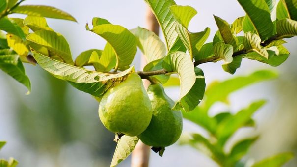 Công dụng chữa bệnh của lá ổi có thể bạn chưa biết