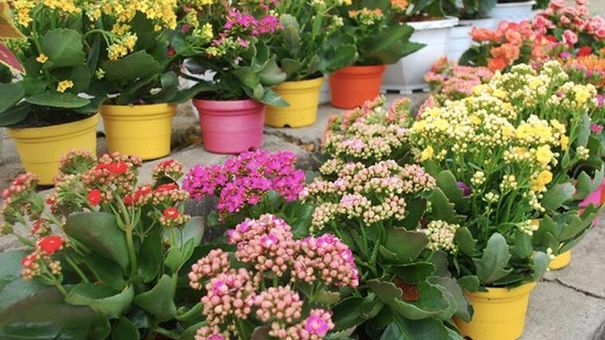 Cây sống đời là cây cảnh và là vị thuốc phổ biến