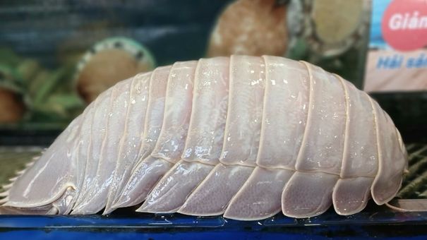 Bọ biển giá đắt ngang tôm hùm xanh
