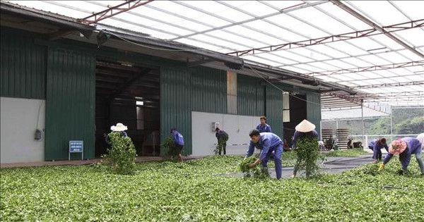 Một sản phẩm đậm chất Việt được quốc gia Trung Đông này cực kỳ mê mẩn: xuất khẩu tăng hơn 100%, Việt Nam đứng thứ 5 thế giới về diện tích trồng