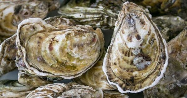 Cách chọn và bảo quản hàu tươi lâu mà không bị mất chất