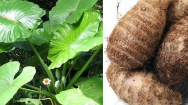 Bỏng niêm mạc miệng vì ăn củ ráy chữa đau xương khớp