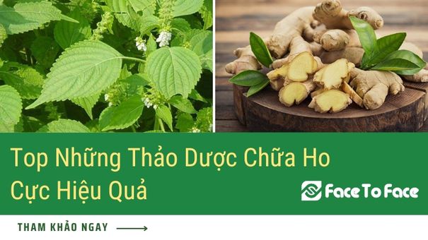 Top Những Thảo Dược Chữa Ho Cực Hiệu Quả