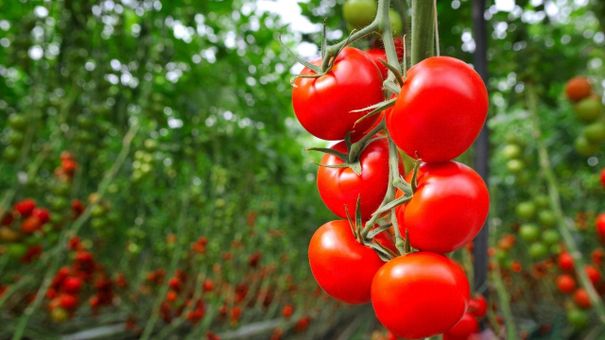 10 loại trái cây có tác dụng bổ máu mà bạn nên ăn thường xuyên