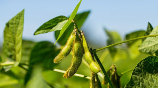 Loại hạt là “thần dược” hạ mỡ máu, chắc khỏe xương, bổ tim mạch : Có trong thực đơn của người trăm tuổi, sẵn ở chợ Việt