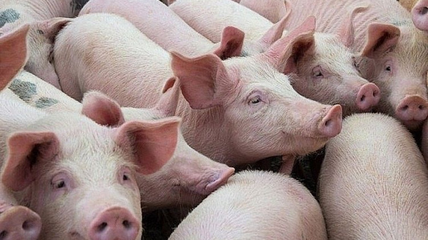 Giá heo hơi hôm nay 6/5: Biến động trái chiều tại nhiều khu vực