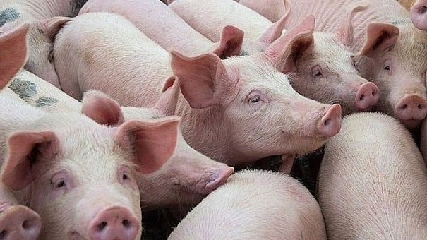 Giá heo hơi hôm nay 6/5: Biến động trái chiều tại nhiều khu vực