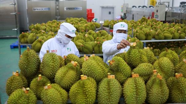 Xuất khẩu sầu riêng tăng 18 lần do nhu cầu từ Trung Quốc