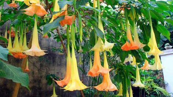 8 người nhập viện cấp cứu sau khi ăn món hoa chuông xào trứng