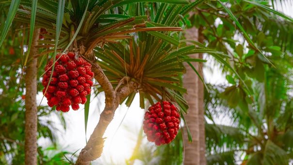 Dứa dại: Loại quả mọc đầy Việt Nam, là vị thuốc quý ngàn năm của nhiều nước trên thế giới