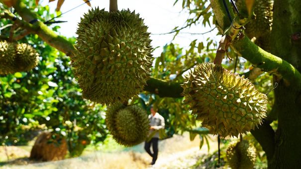 Doanh nghiệp thua lỗ vì nông dân hủy cọc bán sầu riêng
