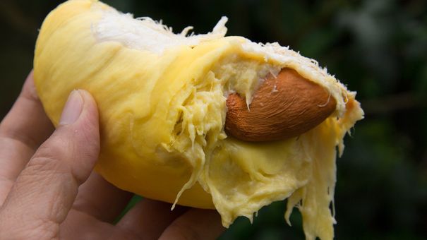 4 loại quả ngon nhưng ăn vào vô tình khiến đường huyết “mất kiểm soát”: Người bị tiểu đường nên tránh càng xa càng tốt