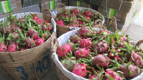 Thực hư thông tin siêu thị Anh dừng bán thanh long Việt Nam