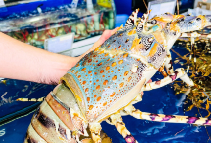 Tôm hùm bông Australia đắt đỏ gần 3,5 triệu đồng một con vẫn đắt hàng