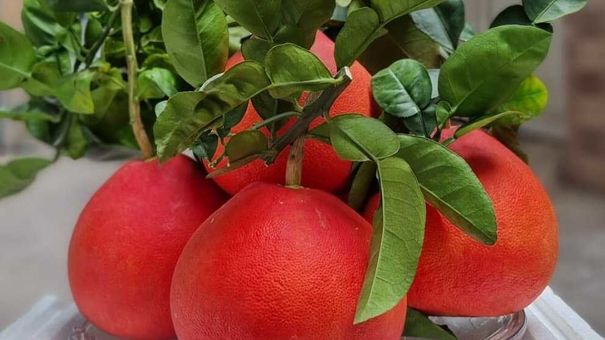 Gần nửa triệu đồng cặp bưởi đỏ 'tiến vua' dịp Tết
