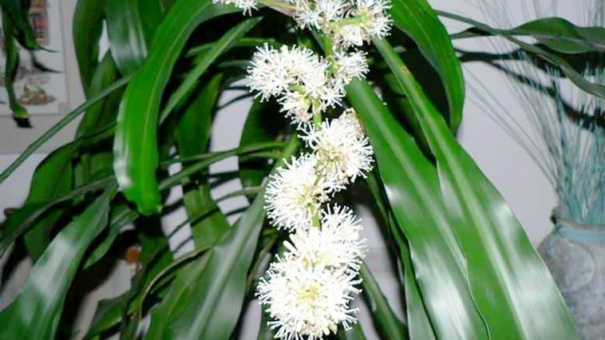 Ngát thơm hương thiết mộc lan