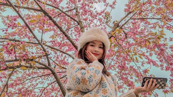 Mùa Mai Anh Đào Hà Giang Làm Mê Đắm Những Tâm Hồn Yêu Du Lịch