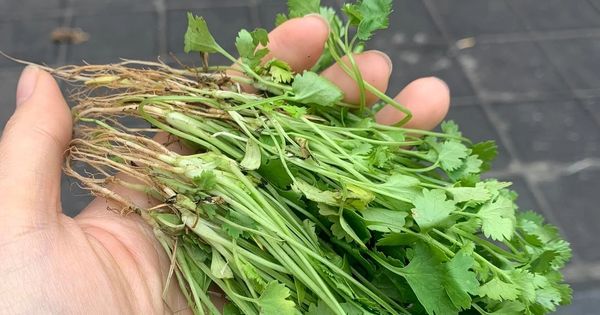 Loại rau gia vị giàu vitamin C nhất, tốt không kém cam, chanh, đến Tết người Việt càng dùng nhiều