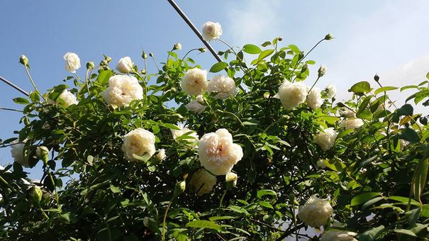5 Loại Cây Cho Ngày Tết Mang Tài Lộc, Sức Khỏe Cho Gia Đình
