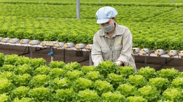 Xà lách vào top 10 loại rau tốt nhất cho sức khỏe