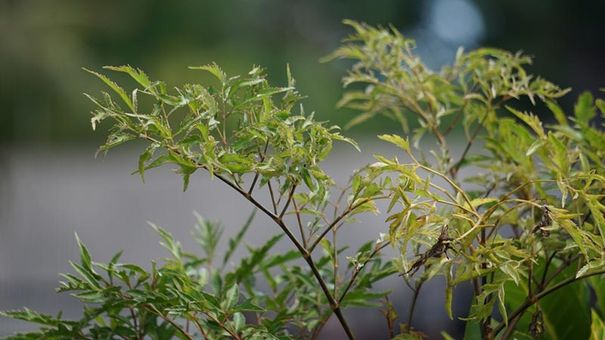 Uống Nước Lá Đinh Lăng Nhiều Có Ảnh Hưởng Tốt Hay Xấu