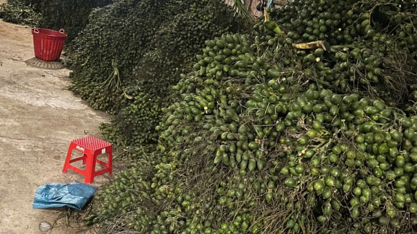 Trung Quốc ồ ạt mua cau non của Việt Nam để làm gì?