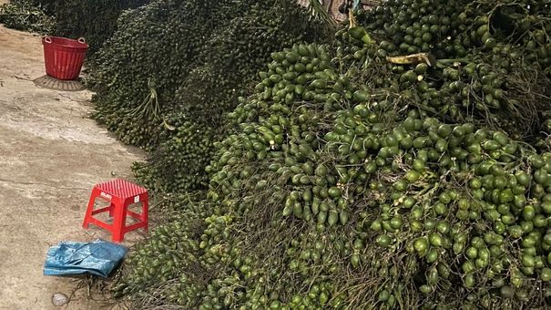 Trung Quốc ồ ạt mua cau non của Việt Nam để làm gì?