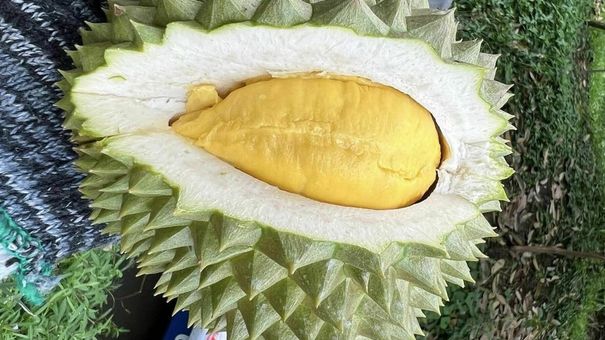 Sầu riêng tăng giá gấp đôi so với hai tháng trước