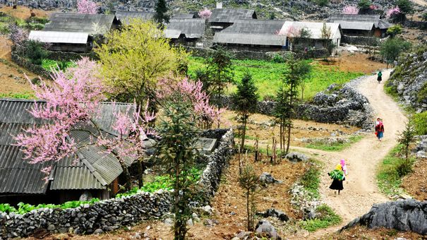 Xuân về trên cao nguyên đá