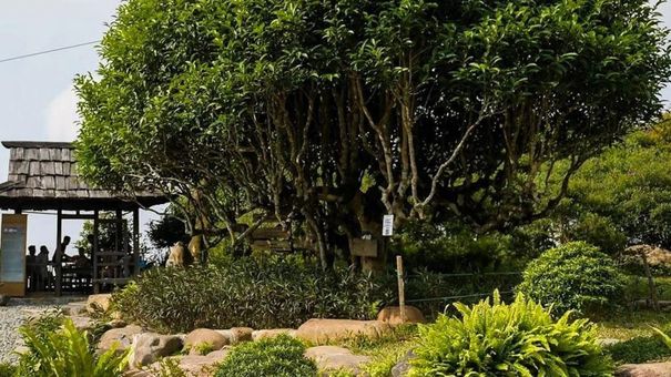 Ngắm cây chè Shan Tuyết cổ thụ 500 năm tuổi ở Yên Bái