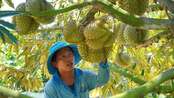 Năm lãi chưa từng có của người trồng sầu riêng, cà phê