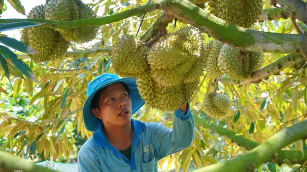 Năm lãi chưa từng có của người trồng sầu riêng, cà phê