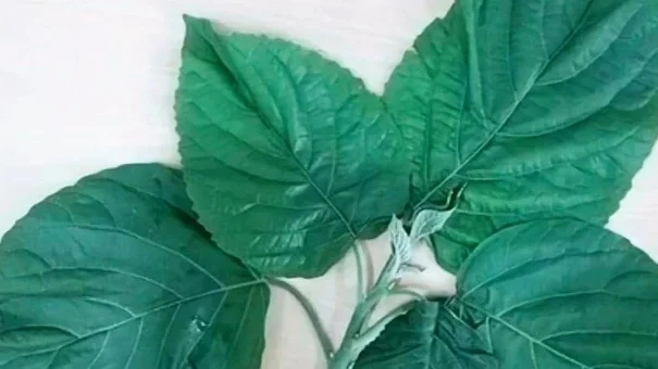 Nhập viện cấp cứu vì ăn lá lộc mại kèm thịt chó