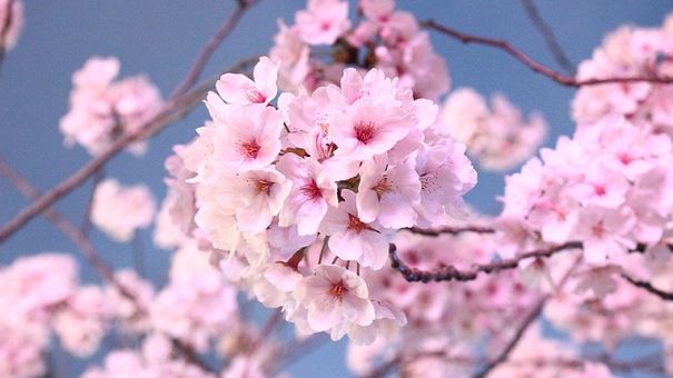 Các Cộng Dụng Sức Khỏe Và Làm Đẹp Từ Hoa Đào