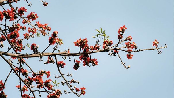 Mùa Hoa Gạo Nở Ở Cố Đô Khiến Dân Du Lịch Thổn Thức