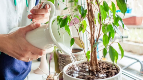 Trồng cây trong nhà và những sai lầm rất nhiều người mắc phải